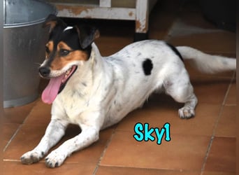Sky1 geb. 09/2023 (ESP) - verschmuster und verspielter kleiner Bodeguero!