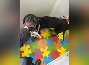 Jack , ungarische Bracke, sucht die Wärme und Nähe des Menschen
