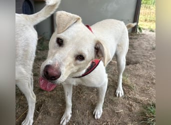 Jasmin- freundliche, menschenbezogene Labrador-Mix Hündin / zur Zeit noch in Rumänien