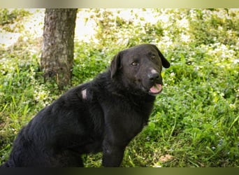 KYLO – Labradormix - freundlicher Begleiter mit ruhiger Ausstrahlung