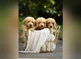 Goldendoodle mini Medium Doodle Abgabe an Pfingsten