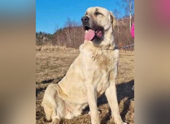 Riesen-Baby-Kangal ♥Ares♥ wartet schon in 99718 Greussen auf seine Für-Immer-Menschen