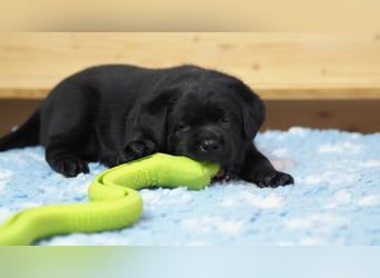Traumhafte Labrador-Welpen suchen ein liebevolles Zuhause!