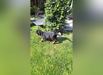 Verschmuste Gordon Setter aus familiärer Liebhaberzucht zu vermitteln