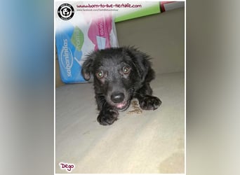 Mega lieber Dego sucht Zuhause