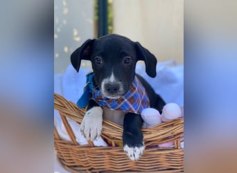 Milo LM - Zuhause gesucht – Neun kleine Hundekinder auf großer Mission