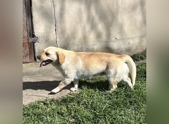 Berlin ein Smiley Dog