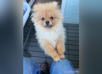 Zuckersüße Pomerania / zwergspitz Welpen