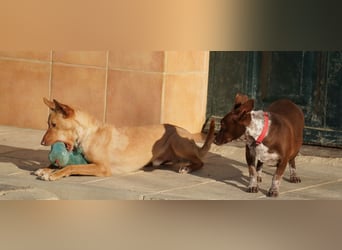 BARNABY-bei Anblick - LIEBE- hier wartet ein Seelenhund auf seine liebevolle Familie