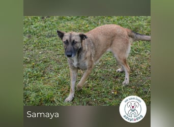 Samaya: sucht ein Zuhause