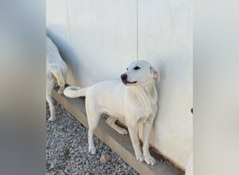Wayne: er wäre gerne ein Familienhund