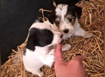 Welpe Zoe sucht ein schönes Zuhause