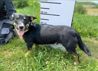 Troy, Dackel Mischling