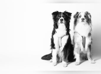 Liebenswerte Familienhunde Maex & Maya suchen ein neues Zuhause
