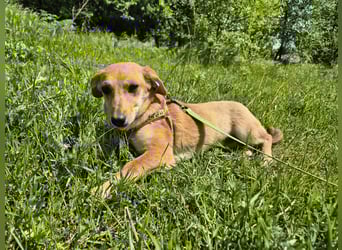 Zarte Amila sucht eine neue Familie