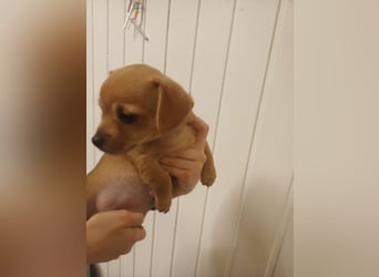 Süße Chorkie-Welpen black and tan & beige MIX !!!
