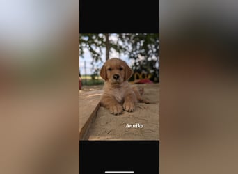 Golden Retriever dark reinrassig