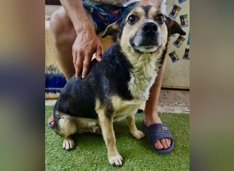 Muffin möchte aus dem Shelter geholt werden