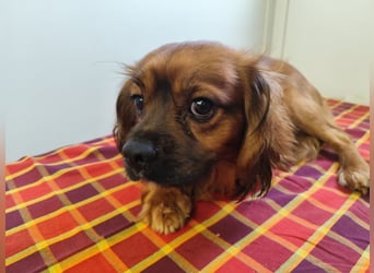 Cavalier King Charles Mischling Nr. 2L sucht eine Namenspatenschaft und seine Familie