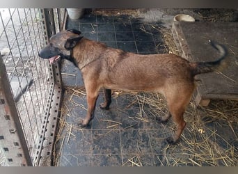 Leon: Malinois-Fans aufgepasst!