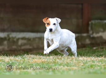 Peachy, bezaubernde Parsen Jack Russell Terrier - Mix Hündin