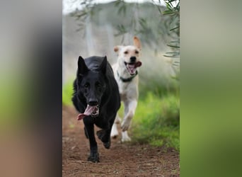Arabella (Spanien) - schwarze Schönheit sucht aktives Zuhause