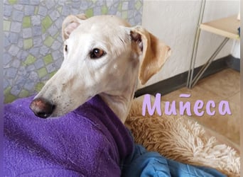 Muñeca 01/2019 (in Deutschland) - ausgeglichene und liebevolle, ganz besondere Galga!