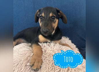 Toto der allerliebste Schatz