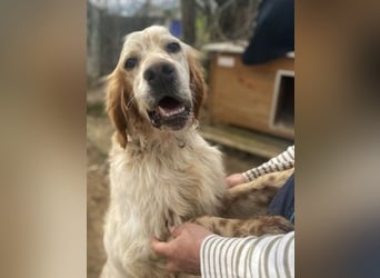 Freundlicher Trevor sucht sein Happy End