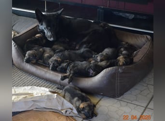 Dunkelgraue Schäferhunde aus Kör-u.Leistungzucht