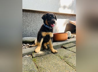Jakob möchte sich ins Herz schleichen