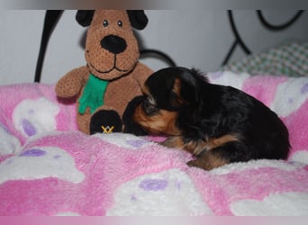 wunderschöne kleine dunkelbleibende Yorkiewelpen  Yorkshireterrier mit Papieren