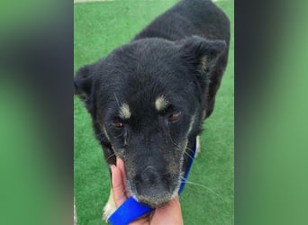 Notfall Gnadenplatz gesucht