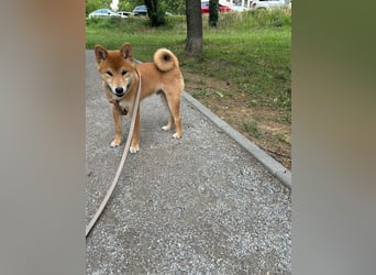 Hervorragender Shiba-Inu-Wurf mit hervorragendem Ausstellungspotenzial