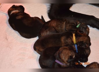 Dunkelgraue Schäferhunde aus Kör-u.Leistungzucht