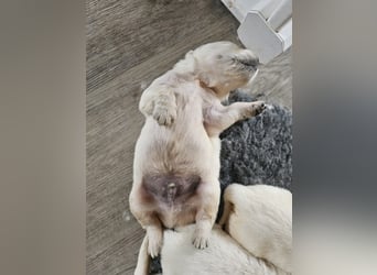 Golden Retriever Welpen aus verantwortungsvoller Zucht