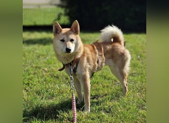 Takara