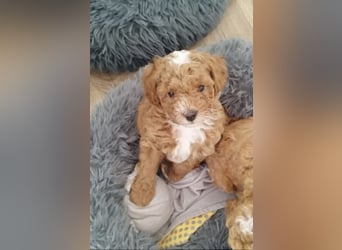 Maltipoo Welpe (Malteser+Pudel)