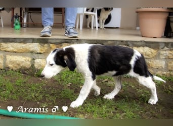Aramis   sucht ab sofort ein Zuhause