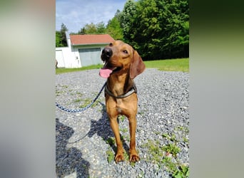 hübscher Bracken Mischling Leon sucht eine Familie