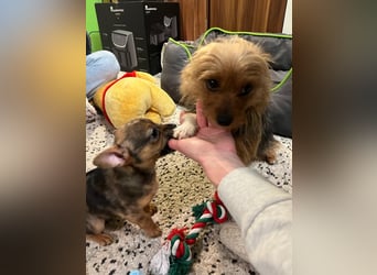 Rocky, aktiver und verspielter Welpe, geb. 10/2024