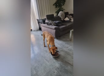 Oskar - in 71067 Sindelfingen  auf Pflegestelle