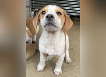 Tucker, geb. ca. 12/2024, lebt in GRIECHENLAND, auf einer privaten Pflegestelle