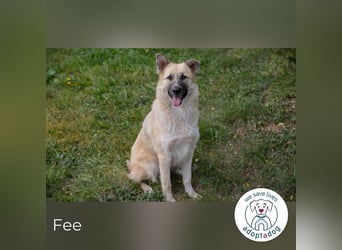 Fee: anhängliche Schönheit