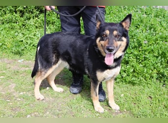 Nana, Mix Schäferhund / Collie, lieb und sozial