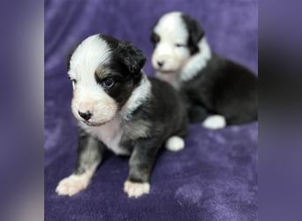 Australian Shepherd Welpen (ASCA)