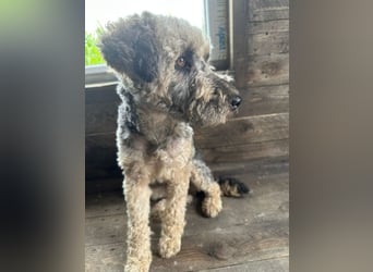 Coco