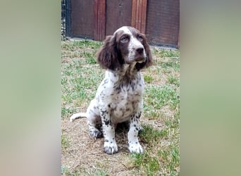 English setter Rüde Welpe