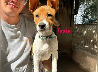 Izzie geb. 02/2025 (ESP) - aufgeschlossene, clevere Bodeguero-Mix Welpin!