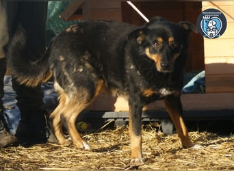 Tora sucht ein Zuhause